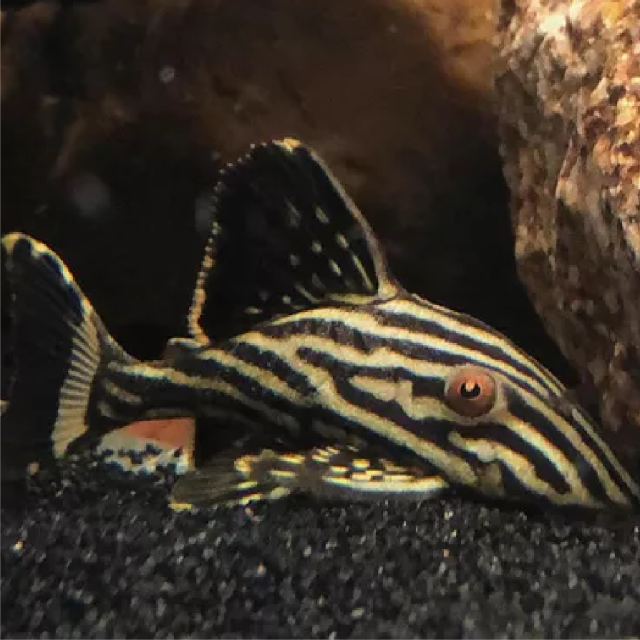 Panaque Real de linea (Panaque Nigrolineatus) es un pez originario de zonas arenosas con abundante vegetación y troncos sumergidos. Tiene un cuerpo ventralmente aplanado, ancho y robusto, con la boca en posición plana y provista de dientes, compuesto por placas óseas.