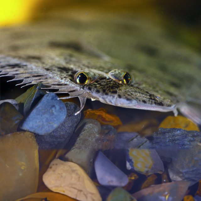 Catathyridium jenynsii, conocido vulgarmente con el nombre de lenguado de río