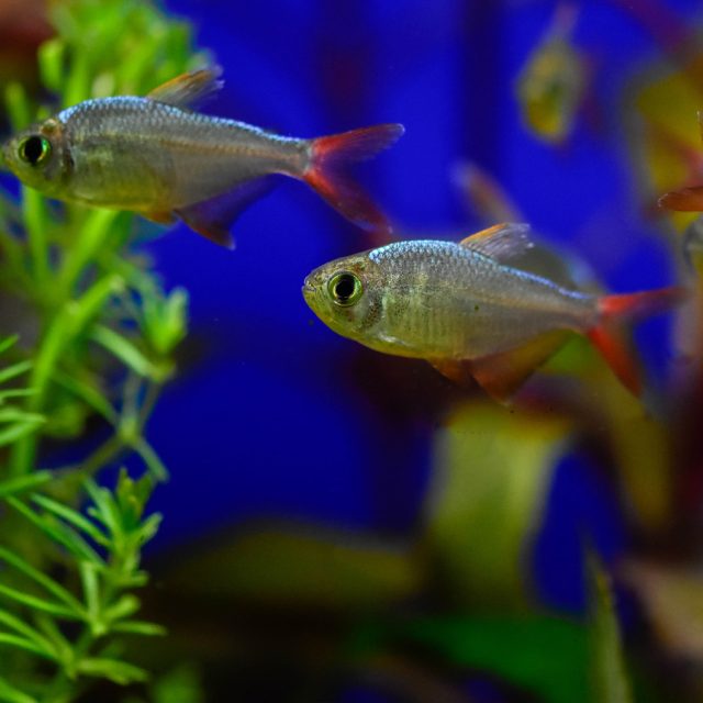 El Hyphessobrycon Columbianus, también conocido como tetra colombiano, es un pez delgado de cuerpo romboidal que alcanza como máximo los 7 centímetros de largo.