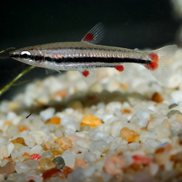 Claro, aquí tienes una descripción corta del Nannostomus trifasciatus y las etiquetas solicitadas: Nannostomus trifasciatus: Este elegante pez de agua dulce, conocido como el pez lápiz de tres rayas, se distingue por sus tres franjas negras longitudinales que contrastan con su cuerpo plateado y tonos rojizos en las aletas. Es una especie pacífica y adecuada para acuarios comunitarios. Originario de la cuenca del Amazonas, prefiere nadar en grupos pequeños en aguas tranquilas y densamente vegetadas.