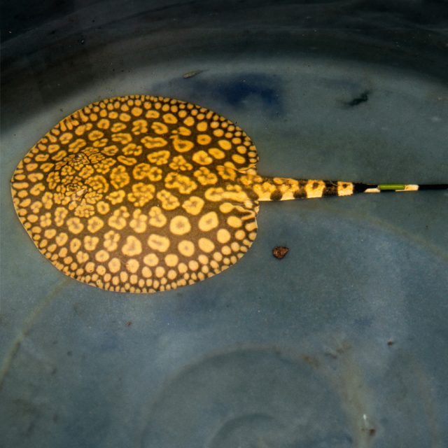 Stingray flower, Potamotrygon Schroederi