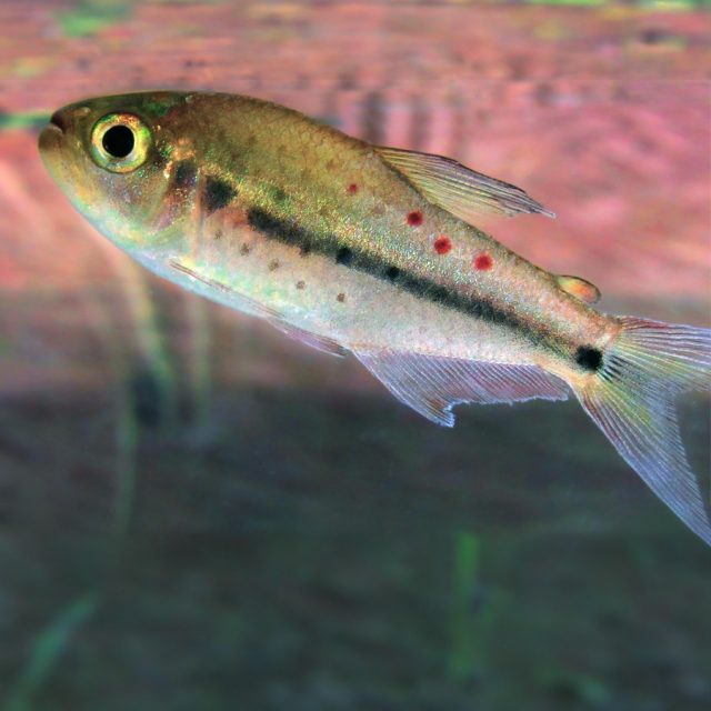 460 / 5.000 Esta especie rara vez vista se mantiene mejor en un grupo de al menos seis, y le va mejor con los de su propia especie. Esto beneficiará el comportamiento natural y creará una exhibición mucho más efectiva.