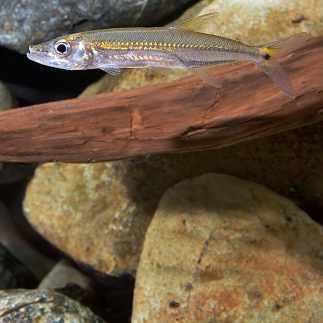 Los Acestrorhynchus Falcirostris suelen ser nadadores muy activos y extremadamente rápidos, por lo que se requieren dimensiones de base mínimas en la región de 250 ∗ 90 cm para su cuidado a largo plazo.