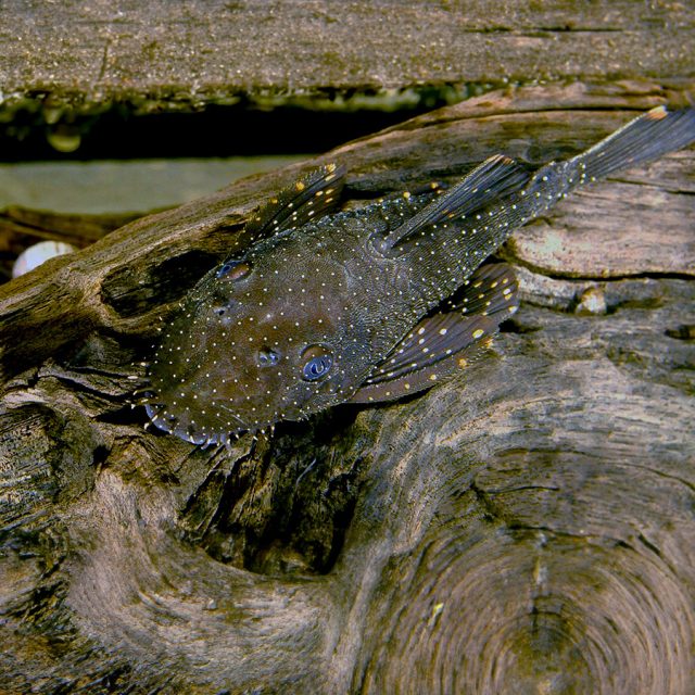 El Ancistrus hoplogenys tiene un color base marrón oscuro o negro, con manchas o rayas más claras en el cuerpo. En algunas ocasiones, puede presentar una coloración más clara, casi amarillenta