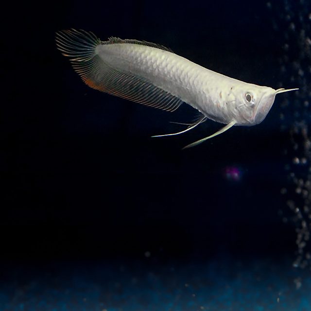 Osteoglossum Bicirrhosum sp tiene ojos rosados translúcidos y una coloración amarilla y naranja muy intensa, lo que lo hace más atractivo y deseable en comparación con el Arowana Silver normal, que es más blanco pálido con ojos oscuros. Son peces grandes, de color blanco/amarillento con escamas grandes en todo su cuerpo.