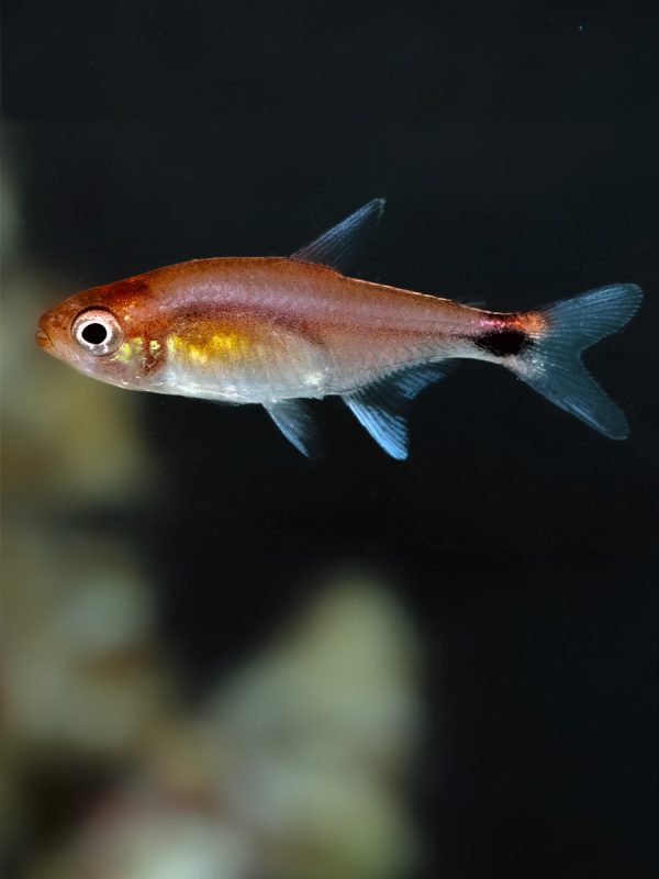 Axelrodia riesei: Conocido como el tetra rubí, este pequeño pez de agua dulce se distingue por su vibrante coloración rojiza y su cuerpo alargado y delgado. Es una especie pacífica y activa, perfecta para acuarios comunitarios.