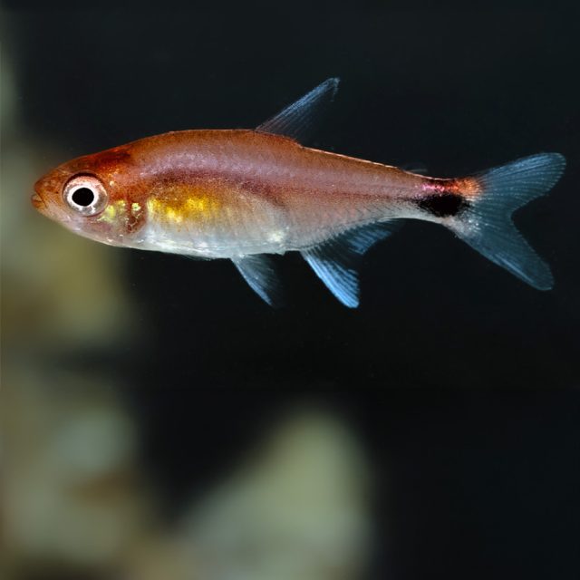 Axelrodia riesei: Conocido como el tetra rubí, este pequeño pez de agua dulce se distingue por su vibrante coloración rojiza y su cuerpo alargado y delgado. Es una especie pacífica y activa, perfecta para acuarios comunitarios.