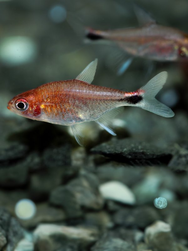 Ruby Tetra (Axelrodia Riesei) - Imagen 2