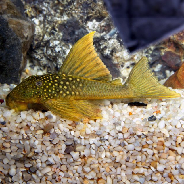 Baryancistrus demantoides es un pez que suele habitar en solitario en el fondo del acuario. Es omnívoro, aunque tiende a preferir una dieta herbívora, y su temperamento es generalmente tranquilo