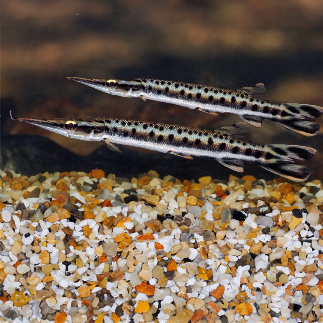 Boulengerella Maculata esta especie se desempeña mejor en condiciones de agua con una alta proporción de oxígeno disuelto y un grado moderado de movimiento del agua, por lo que se deben emplear filtros externos, bombas de agua, piedras de aire, etc., según sea necesario.