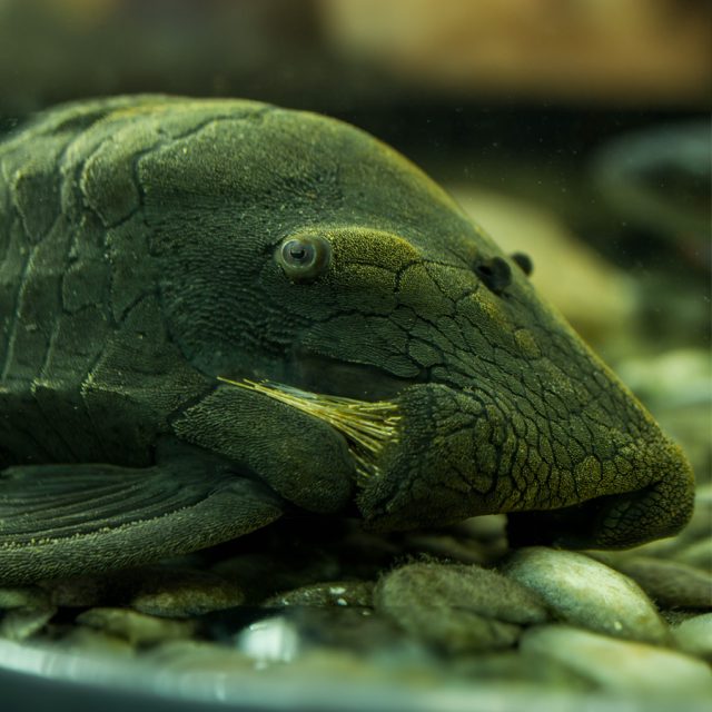 Pleco Royal Broken: Este pez de agua dulce, conocido como el pleco Real Broken, se distingue por sus patrones de líneas discontinuas o "rotas" en tonos negros sobre un fondo gris o marrón. Su cuerpo robusto y su boca en forma de ventosa le permiten adherirse a superficies y alimentarse de madera y algas.