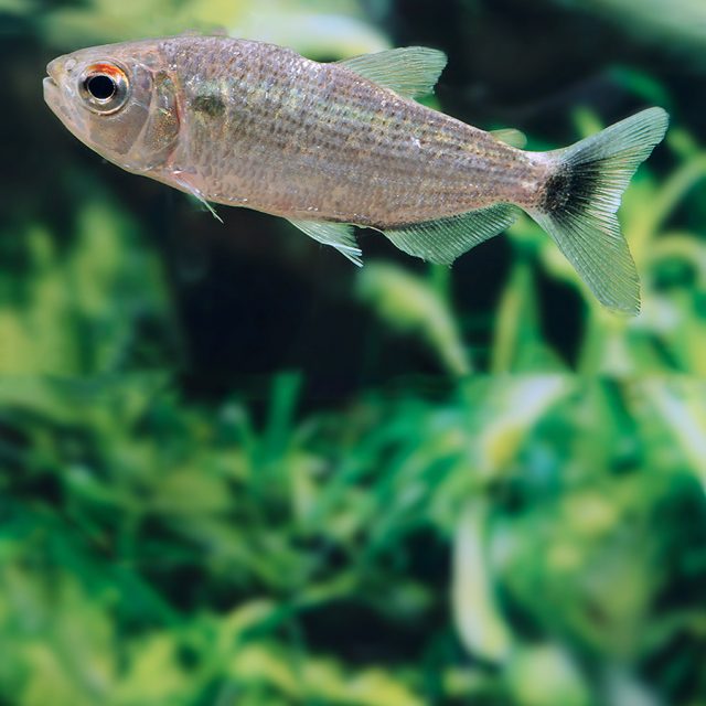 Brycon Amazonicus su cuerpo es alargado y comprimido lateralmente, con una cabeza grande y una mandíbula pronunciada. Presenta una coloración plateada en el cuerpo, a menudo con reflejos verdosos o azulados, y una banda lateral oscura que se extiende desde el opérculo hasta la base de la cola.