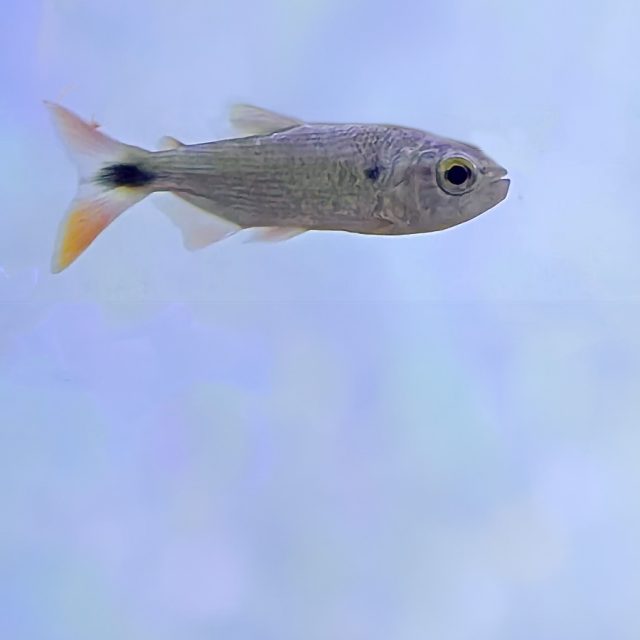 Brycon moorei tiene un cuerpo alargado y fusiforme, típico de los peces de la familia Characidae. Su boca es terminal y presenta dientes cónicos. Sus aletas dorsal y anal son largas y bien desarrolladas, mientras que la aleta caudal es bifurcada