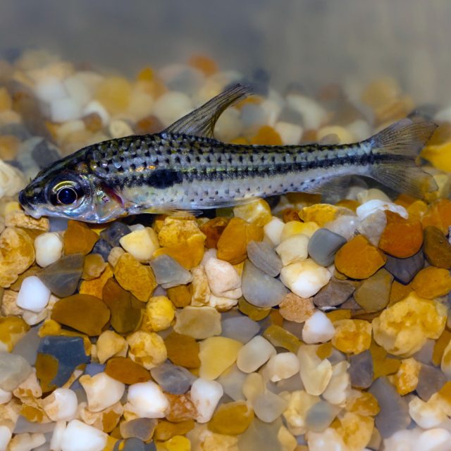 Presenta un color amarillo claro con puntos negros en la inserción de las escamas, así como una banda longitudinal negra que se extiende desde la punta del hocico hasta el final de los radios medios de la aleta caudal