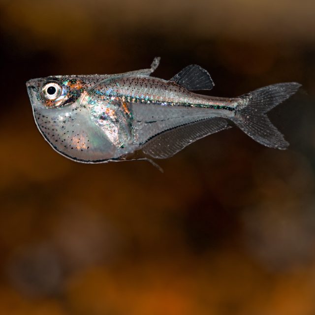 Carnegiella Myerci: Conocido como el pez hacha de Myersi, este pez de agua dulce se distingue por su cuerpo pequeño y comprimido lateralmente, con una forma característica de hacha. Su coloración es mayormente plateada con sutiles marcas oscuras.