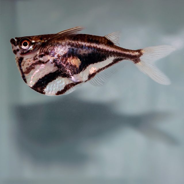 Carnegiella Strigatha: Conocido como el pez hacha mármol, este pequeño pez de agua dulce se distingue por su cuerpo comprimido lateralmente y su forma única que recuerda a un hacha.