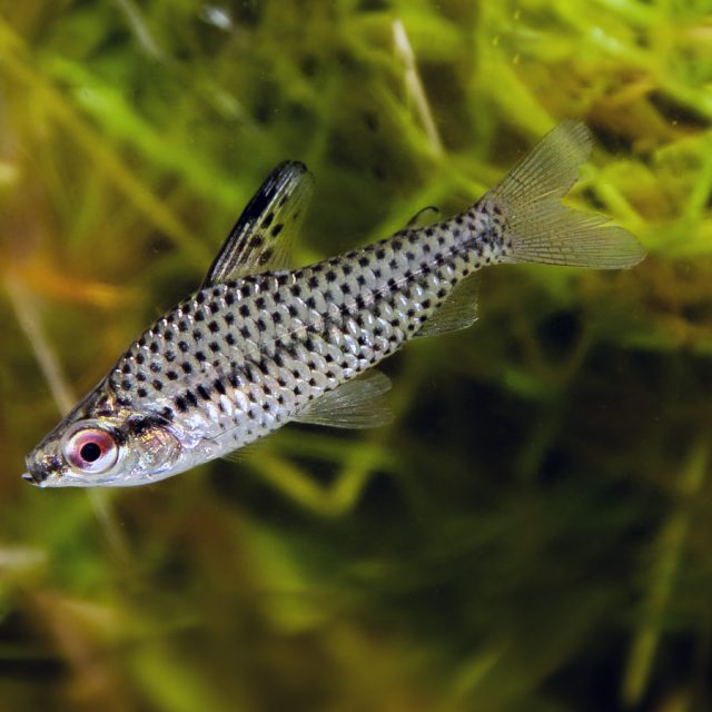 El Chilodus Punctatus es un pez omnívoro que acepta casi todo tipo de alimento. Es importante asegurarse de que el tamaño de los alimentos se adapte a su boca pequeña.