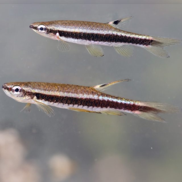 opella arnoldii: Conocido como el pez saltarín de Arnold, este pez de agua dulce es famoso por su habilidad de saltar fuera del agua para desovar en hojas sobre la superficie