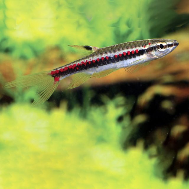 Copella nattereri: Conocido como el pez saltarín del Amazonas, este pequeño pez de agua dulce se distingue por su cuerpo alargado de tonos plateados y rojizos, y su capacidad de saltar fuera del agua.