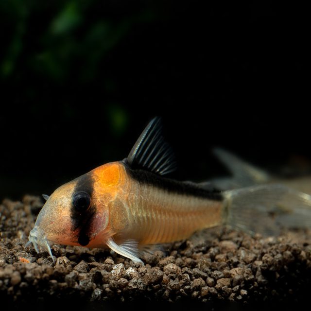 La Corydora Adolfoi presenta una coloración base es grisácea o blanquecina, con la zona dorsal de color negro y una banda negra que cruza el ojo verticalmente. Entre estas manchas, presentan otra mancha de color naranja.