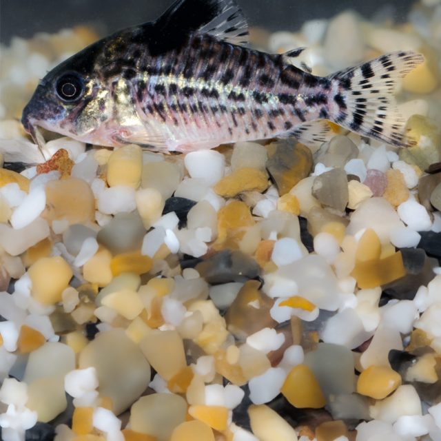 Presentan coloración grisácea con manchas de blancas y ocres. Sobre este color de base, presentan pintas negras, que cubren la totalidad del cuerpo, incluyendo la aleta pélvica, y excluyendo la cabeza, en donde poseen una banda negra que cubre ambos ojos. La zona ventral es de color blanco, mientras que su aleta dorsal es negra.