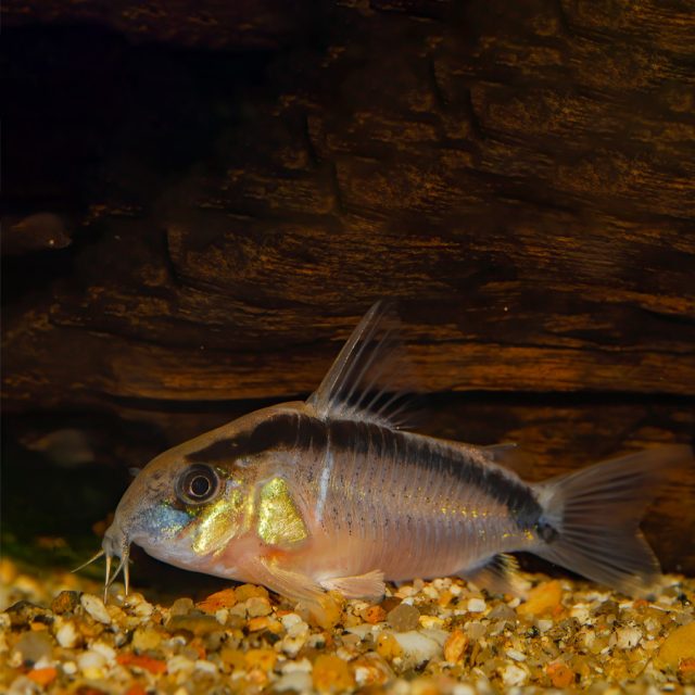La Corydoras Arcuatus presenta una tonalidad general grisácea, con una raya uniforme de color negro que atraviesa el cuerpo, comenzando en el hocico, pasando por los ojos y terminando en la parte inferior de la aleta caudal.