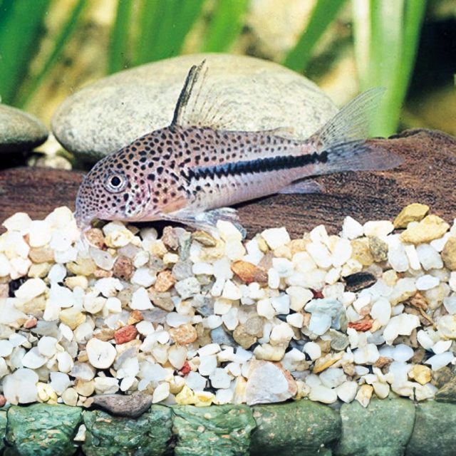 El color de base  de la Corydora Bondi es amarillento. Los lados del pez muestran un patrón trilíneo central con una franja oscura en el medio, flanqueada por bandas sin pigmentación, y delimitadas por manchas marrones en el resto del cuerpo.