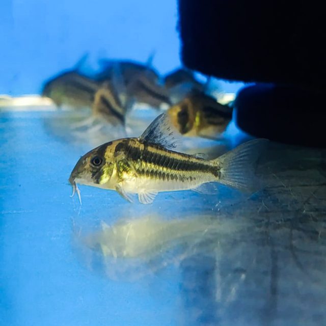 Corydora Cw169 es omnívora y se alimenta de gusanos, crustáceos e insectos en su hábitat natural. En cautiverio, aceptan una amplia variedad de alimentos como escamas, gránulos, larvas de mosquito y artemia. Se recomienda complementar su dieta con pastillas específicas para peces de fondo, incluyendo pastillas vegetales y de proteínas animales.