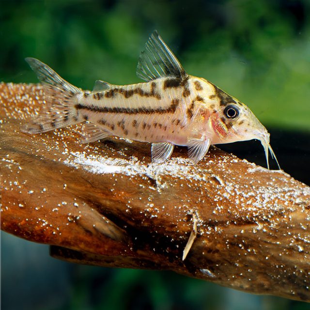 La Corydora incolicana son una especie muy poco común conocida por tener una coloración y un patrón variables, pero típicamente son plateados con una "máscara" negra, aleta dorsal y franjas punteadas a lo largo de sus costados.