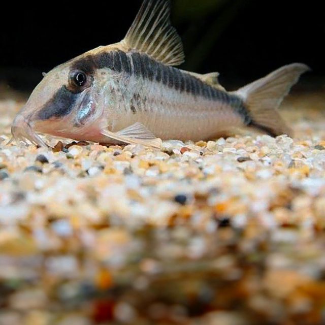 Corydora Narcissus tienen un fondo gris plateado claro, con una línea negra que va desde la cara, pasando por el ojo hasta llegar a la cola, curvándose por debajo del perfil del pez y formando un arco con ápice cerca de la aleta dorsal y final en la parte inferior de la aleta caudal, de donde recibe su nombre. tiene un hocico  pronunciado.