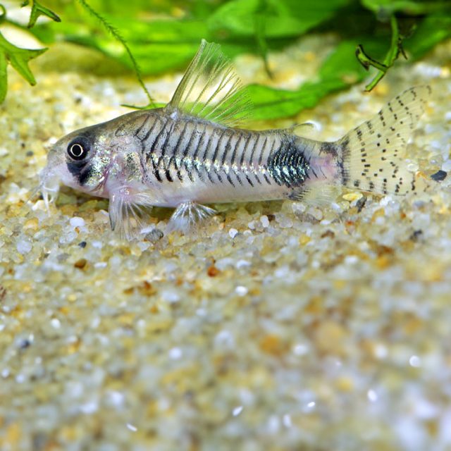 La Corydora Ortegai s es relativamente nuevo. Fue descrito científicamente solo en 2007. En el hobby se le conocía un poco antes como "Loreto Panda", "Nuevo Panda" y bajo el número de código CW31