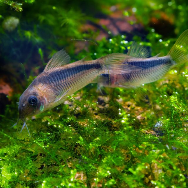 Corydora Rabauti si son peces tranquilos y sociables que suelen llevarse bien con otras especies pacíficas de acuario. Son nadadores activos en el fondo del acuario y se sienten más seguras cuando están en grupos. Les gusta escarbar en el sustrato en busca de alimentos y explorar su entorno. También son conocidas por su comportamiento de “deslizamiento” en la superficie del agua para tomar aire.