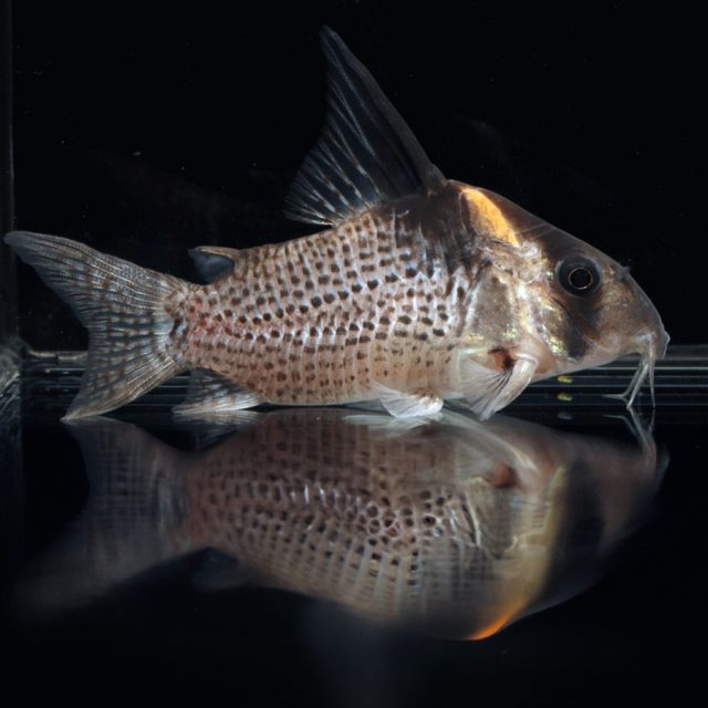 El cuerpo de la Corydora wotroi tiene un color gris claro salpicado de puntos negros, incluyendo las aletas, excepto la pélvica que es transparente. Presenta una mancha negra en la parte superior del lomo, coincidiendo con el inicio de la aleta dorsal y cubriendo parte de esta. También tiene dos franjas oscuras que cruzan verticalmente su cara, pasando por los ojos. La parte entre estas manchas adquiere un tono amarillento. Se diferencia de Corydoras melanistius por el patrón de color de la aleta caudal. Antes de 2001, se consideraba una subespecie conocida como Corydoras melanistius brevirostris. Los Corydoras del río Orinoco toleran un poco más la sal que los Corydoras de la cuenca del río Iquitos en Perú (río Marañón, río Ucayali, río Napo), debido a las características de su hábitat, donde durante cerca de tres meses al año, pueden llegar sales procedentes de la evaporación del agua del Atlántico. Alimentación: Es omnívora y acepta una gran variedad de alimentos que llegan hasta el sustrato, donde se desenvuelve. Puede comer desde papillas comerciales o caseras hasta alimentos vivos, gránulos, tabletas para peces de fondo, espirulina, escamas, calabaza, calabacín, etc. Es importante mantener el fondo del acuario limpio para evitar problemas de salud y condiciones del agua. Comportamiento: Es tranquila y pacífica, ideal para acuarios comunitarios con peces pequeños y no agresivos. Se lleva bien con pequeños carácidos, ciprínidos, cíclidos enanos, discos, laberíntidos y anabántidos, además de otras especies de peces de fondo. Se recomienda mantenerlos en grupos de al menos 6 individuos para que se sientan seguros y estén más activos.