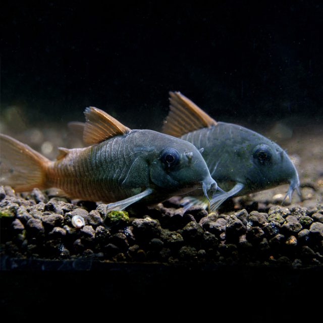 Corydora concolor es un Corydora de color oscuro uniforme en todo su cuerpo, en tonos grises o verde oliváceos. Todas sus aletas presentan tonos rojizos.