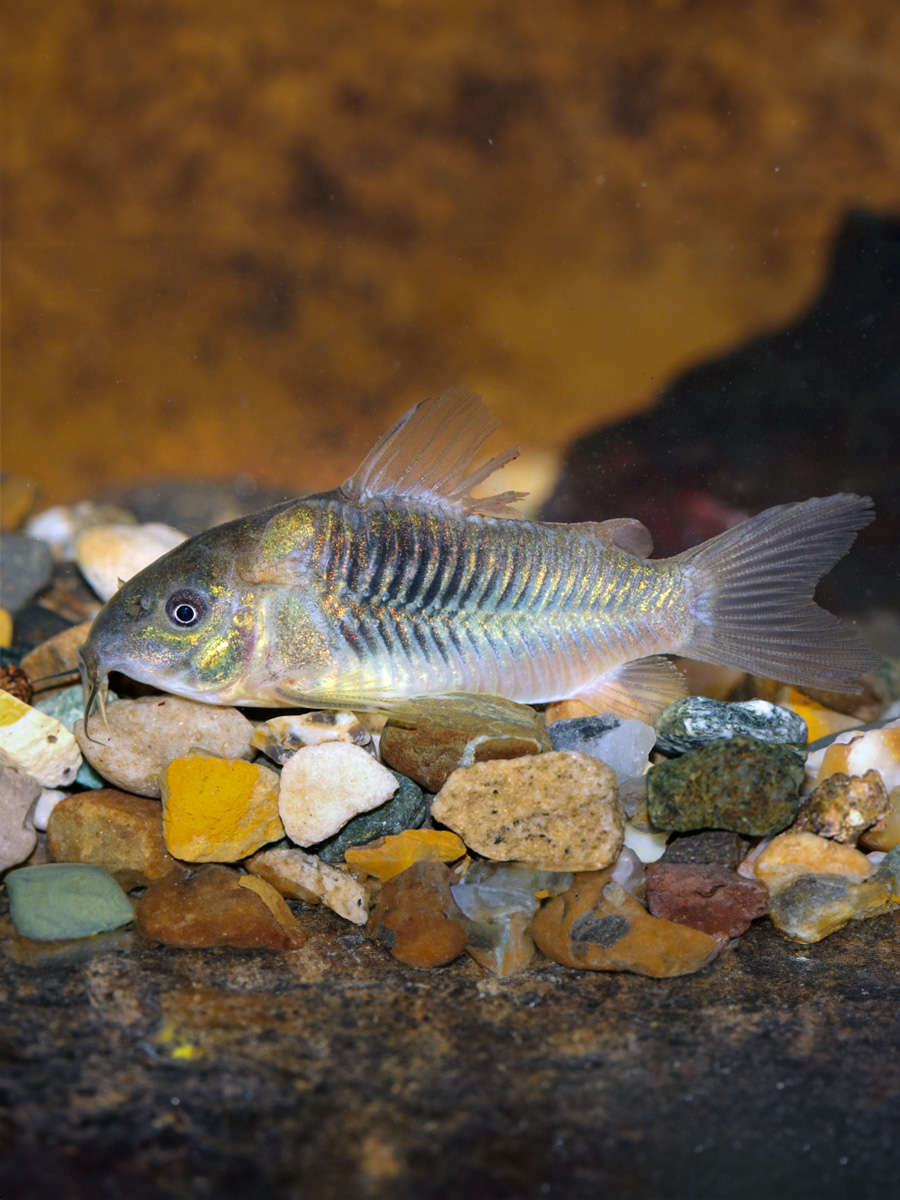 Corydora Aeneus - Imagen 2