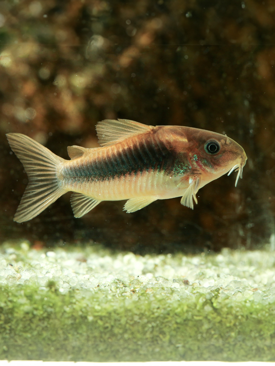 La Corydora aeneus, también conocida como "Corydora bronce" o "Corydora de bronce", es una especie popular de pez de fondo de agua dulce perteneciente a la familia Callichthyidae.