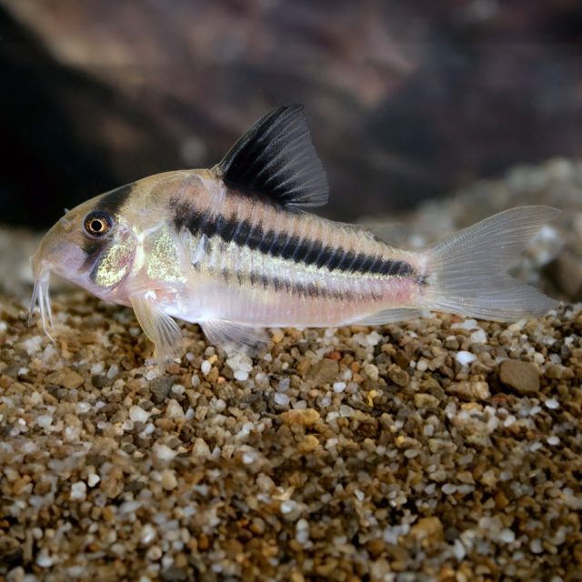 Corydora Axelrodi: Son peces tranquilos y sociables que suelen llevarse bien con otras especies pacíficas de acuario. Son nadadores activos en el fondo del acuario y se sienten más seguras cuando están en grupos. Les gusta escarbar en el sustrato en busca de alimentos y explorar su entorno. También son conocidas por su comportamiento de “deslizamiento” en la superficie del agua para tomar aire.