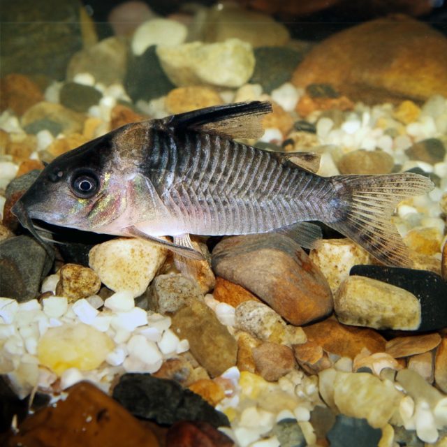 La coloración Corydora Delphax básica es de tono crema con puntos negros finos y brillos azulados en todo el cuerpo. Presentan una línea negra en la parte frontal que desciende hacia los ojos, y una mancha dorada que va desde los ojos hasta la aleta dorsal.