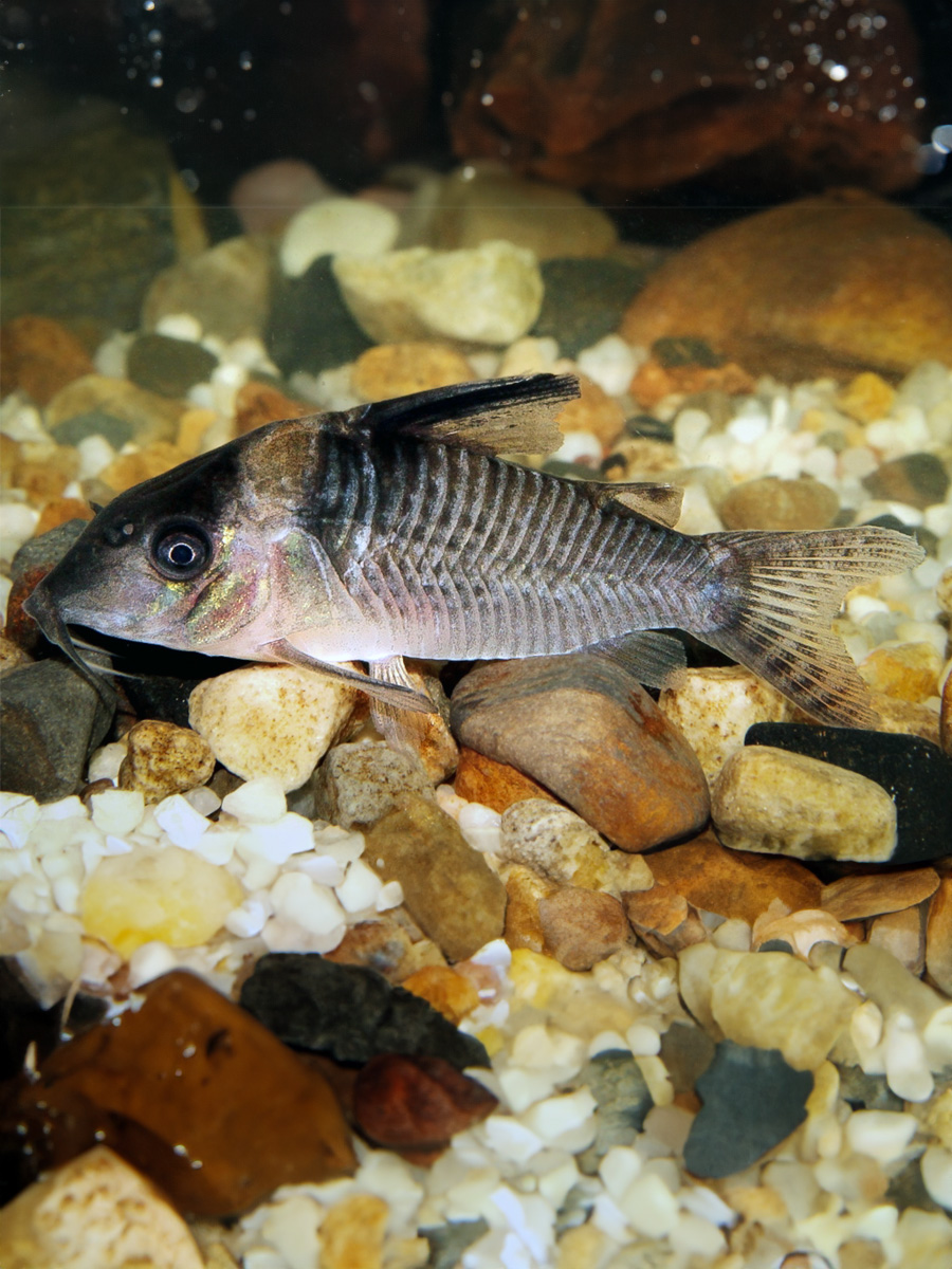 La coloración Corydora Delphax básica es de tono crema con puntos negros finos y brillos azulados en todo el cuerpo. Presentan una línea negra en la parte frontal que desciende hacia los ojos, y una mancha dorada que va desde los ojos hasta la aleta dorsal.