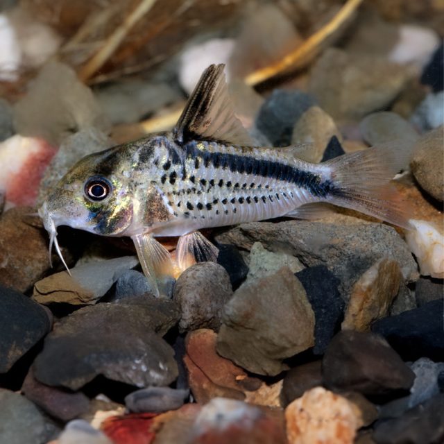 Corydora Loxozonus tienen una cabeza más grande que el resto del cuerpo, que se estrecha hacia la cola, con una forma aplanada en la zona ventral. En lugar de escamas, tienen placas óseas solapadas. Poseen dos pares de barbillones en la mandíbula superior que son muy delicados y cumplen funciones importantes en la reproducción, búsqueda de alimento y comunicación sensorial.