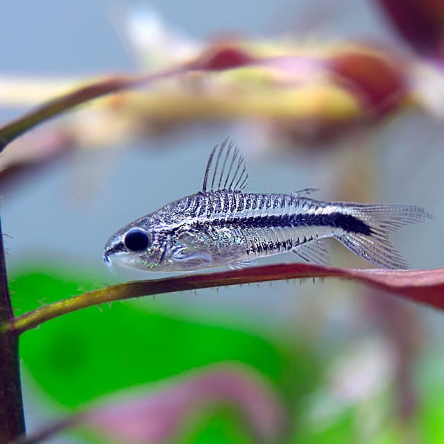 Corydora Pygmaeus tienen un cuerpo de color plateado-blanco, con los laterales marcados por una línea negra. Presentan una aleta adiposa tras la aleta dorsal. Al igual que otras Corydoras, tienen la capacidad de respirar aire con el intestino.