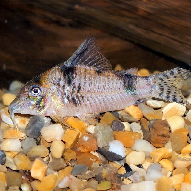 Corydoras Reynoldsi presentan placas óseas en lugar de escamas y tres pares de barbillones en la boca. Al igual que los demás miembros de su familia, son capaces de mover los ojos. La tonalidad general es pálida blanquecina, presentando varias rayas verticales más o menos definidas. Las hembras son ligeramente más grandes que los machos.