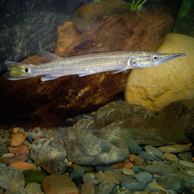 Ctenolucius Hujeta este pez es una especie depredadora, por lo que se recomienda mantenerlo en un entorno específico sin otras especies. Cualquier animal de tamaño que pueda ser ingerido será considerado una presa potencial.