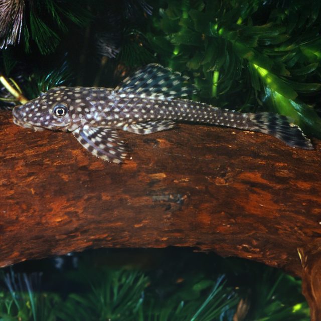 Dekeyseria Scaphirhynchus es una especie de plecostomus que se caracteriza por su cuerpo alargado y aplanado lateralmente. Tiene una coloración base verde oliva pálido en todo su cuerpo, con bordes oscuros en las placas óseas y manchas pequeñas y oscuras en la cabeza y en la base de la aleta dorsal.