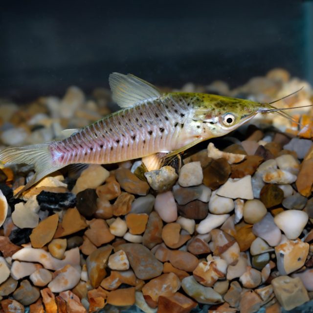 Dianema Longibarbis los machos pueden alcanzar una longitud total de 8,2 cm. Su forma recuerda a la de las corydoras, pero es más esbelto y alargado. Los ojos están ubicados en posición más lateral. La aleta caudal es de mayor tamaño y la aleta dorsal presenta una espina y siete u ocho radios blandos.