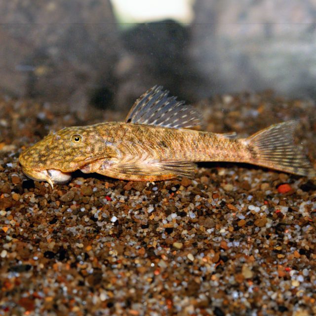 : Dolichancistrus Fuesslii esta ubicada en Colombia, río Orinoco, Orinoco Medio, Meta. Este taxón presenta un patrón general repetitivo o reflectante en el cuerpo de un individuo, como la simetría bilateral, simetría rotacional o simetría radial