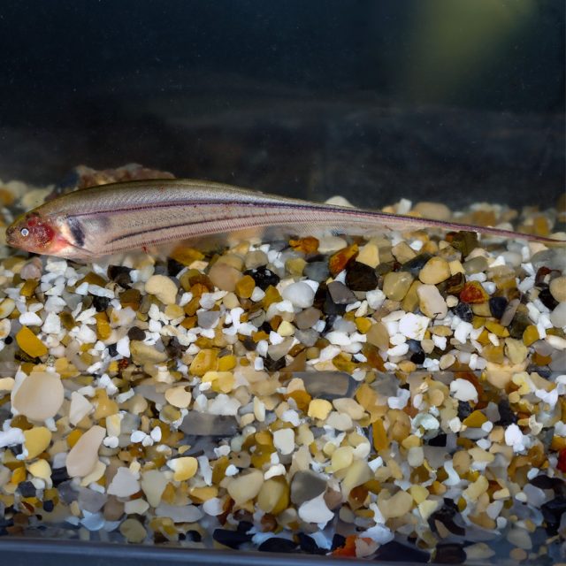 Eigenmannia Virescens el cuerpo y las aletas son translúcidos con un ligero tono amarillento verdoso, más intenso en la zona ventral, y con numerosas manchas pequeñas oscuras, que son órganos electro sensoriales. Presenta dos líneas negras a lo largo de la parte inferior de los costados, siendo la línea más intensa la que corre sobre la aleta anal.