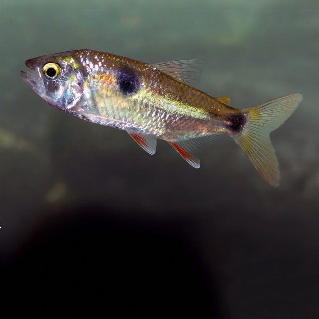 Exodon paradoxus conocido como tetra de dientes de perro, es un pez pequeño y activo que se encuentra en América del Sur. Tiene un cuerpo delgado y alargado, con una coloración plateada o dorada y una franja negra que se extiende desde los ojos hasta la base de la cola. Sus ojos son grandes y de color rojo brillante, lo que le da una apariencia distintiva. Además, tiene dientes afilados y prominentes, de ahí su nombre común