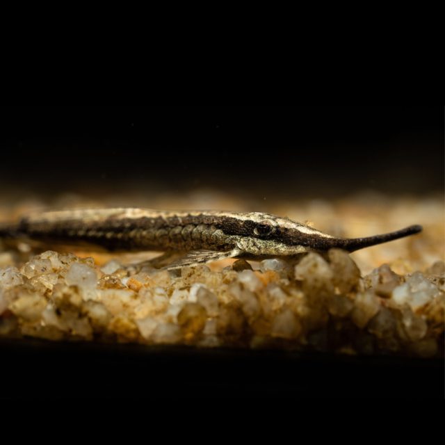 Farlowella Acus mide entre 14 y 16 cm, presenta una coloración bicolor con un cuerpo principalmente marrón y beige. Su forma alargada, delgada y cilíndrica le permite camuflarse entre las ramas y raíces sumergidas.