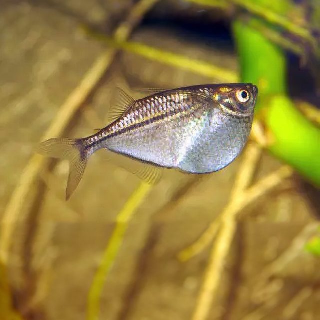 Gasteropelecus Levis es muy pacífico, pero puede ser nervioso y tímido, y no competirá bien con especies bulliciosas por el alimento. Los buenos compañeros de tanque incluyen otros peces pequeños que habitan en diferentes partes del tanque, por ejemplo tetras y cíclidos enanos, o bagres como Corydoras y Loricáridos más pequeños.